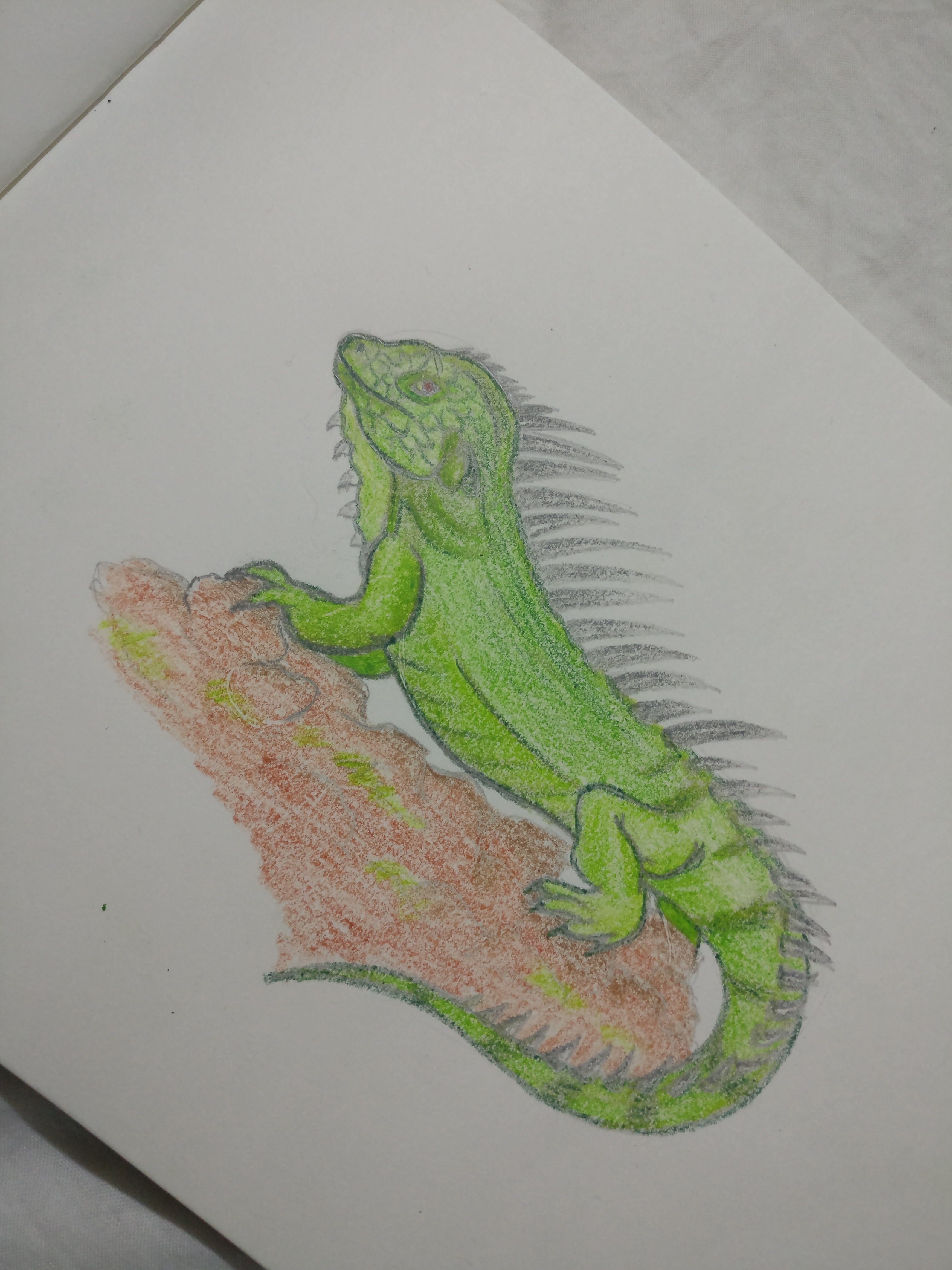 Iguana